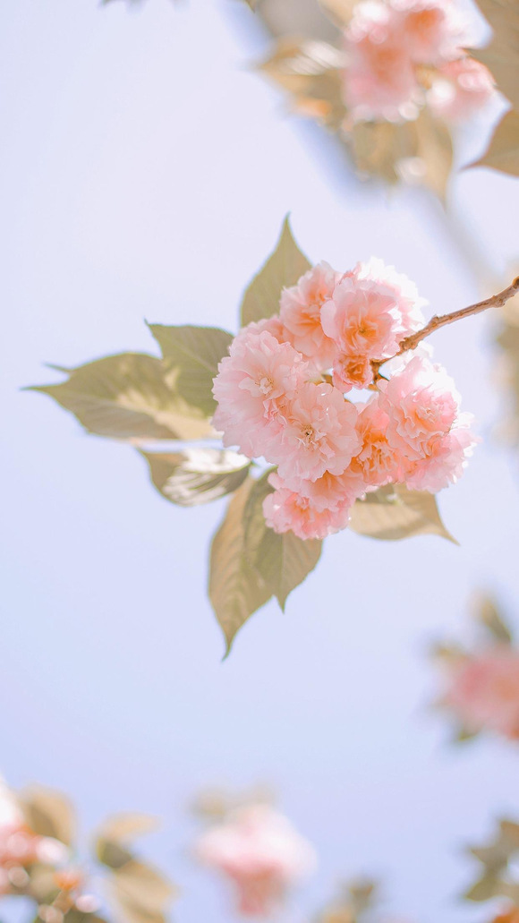 ***�ı�ֽ�ղ�(ԭͼ��ˮӡ)-9.jpg