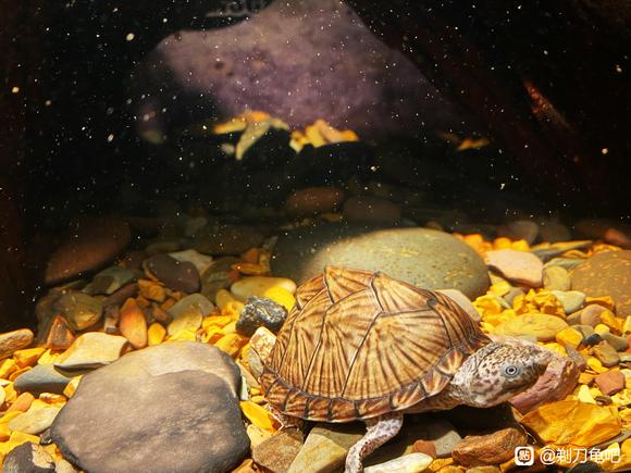 ������һ���쳤��,������ֽһ��-1.jpg