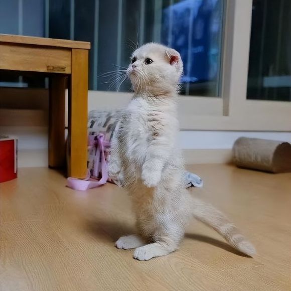 �ո���è��ͼƬ,�ո���è�����ֽ-2.jpg