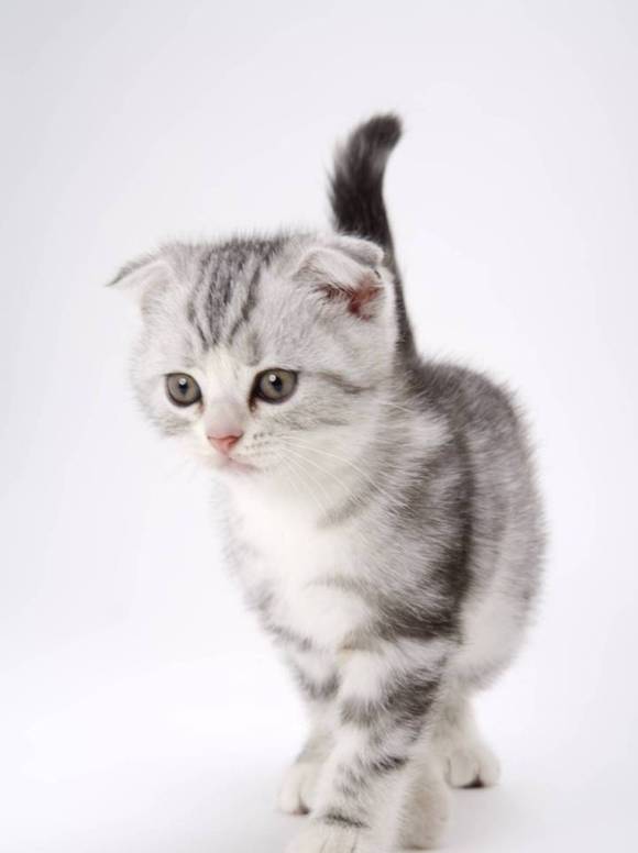 �ո���è��ͼƬ,�ո���è�����ֽ-8.jpg