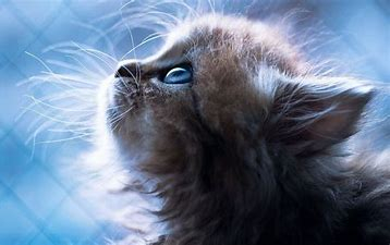 �ܰ���ֻèP���ʺϵ����Ա�ֽ��-1.jpg