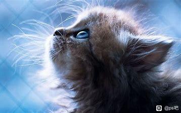�ܰ���ֻèP���ʺϵ����Ա�ֽ��-2.jpg