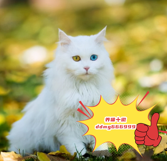 ��ëèͼƬ��ȫ,��ëè�����ֽ-15.jpg
