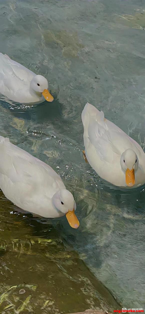 ��˵��û���ֽ��-3.jpg