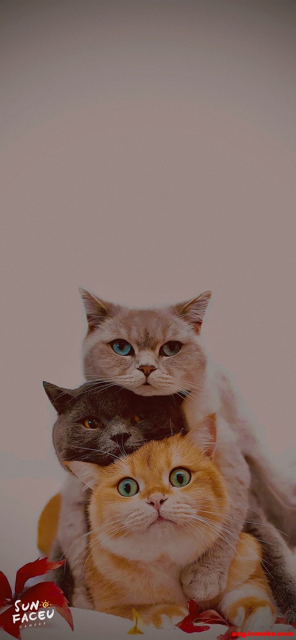 ��æ�����ͼƬ�������ɺ�ɫ������ֽ,лл����-1.jpg