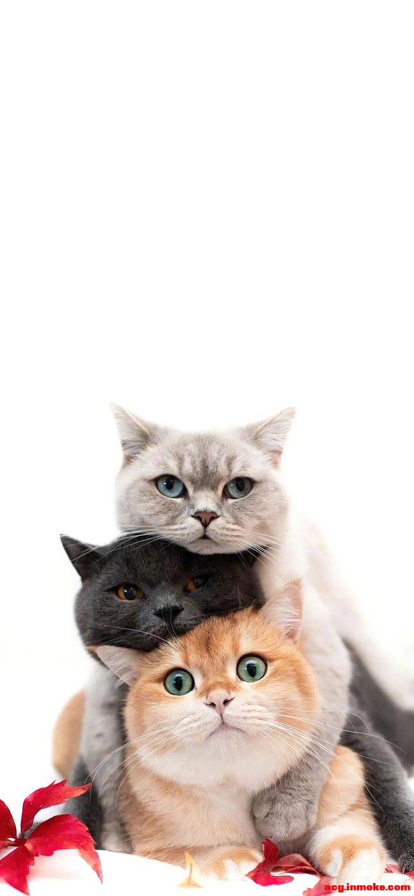 ��æ�����ͼƬ�������ɺ�ɫ������ֽ,лл����-1.jpg