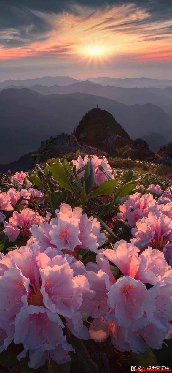�뿴�������ֻ�ͷ��ĺÿ��ĵı�ֽ-2.jpg