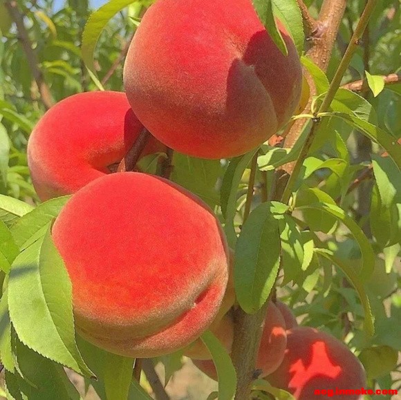 ����Ȧ��Ů��ֽ-3.jpg