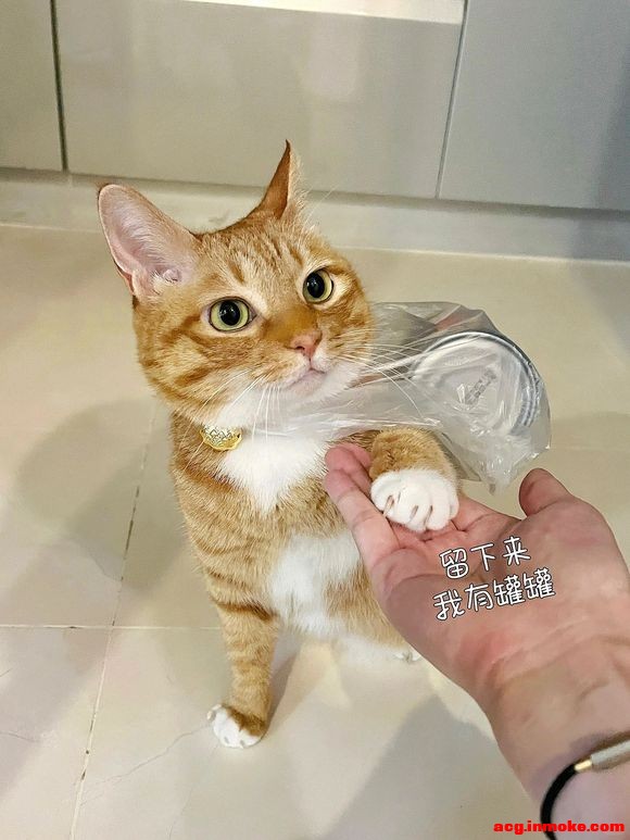 ˭��û��Сè��ֽ-1.jpg