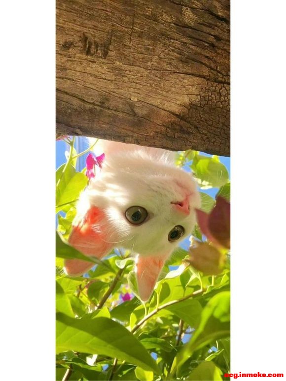 �ÿ��ı�ֽ������-3.jpg