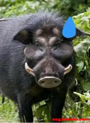̫��Ҷ����������������񣬰ݷú����ɣ�����顫-1.jpg