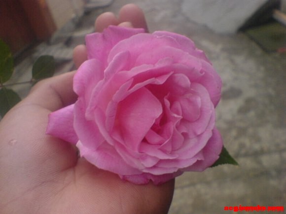 [�����ط�]�����꺺����������Ϫ�أ����Ƚڻ(20090329)-1.jpg