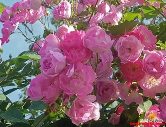 �ɶ��¶�����Ǿޱ�����ˣ���Ҫ��Ʊ������������ֱ�-1.jpg