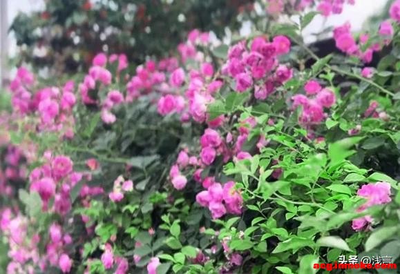 �ɶ��¶�����Ǿޱ�����ˣ���Ҫ��Ʊ������������ֱ�-4.jpg