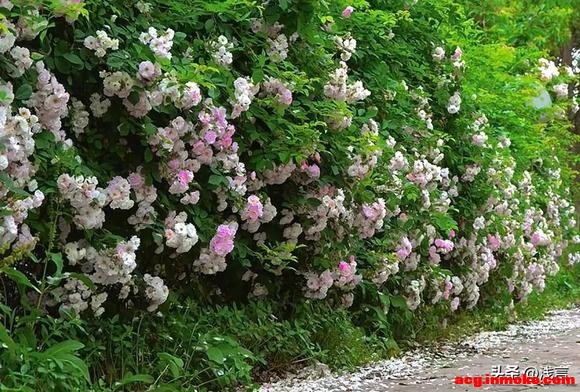 �ɶ��¶�����Ǿޱ�����ˣ���Ҫ��Ʊ������������ֱ�-3.jpg