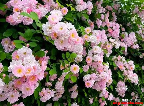 �ɶ��¶�����Ǿޱ�����ˣ���Ҫ��Ʊ������������ֱ�-10.jpg