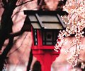4成日本人都用错的词汇：小春日和