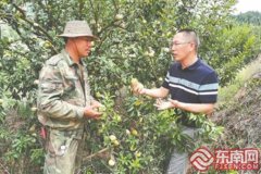 <b>極晚熟品種面世福建油柰迎來“第二春”</b>