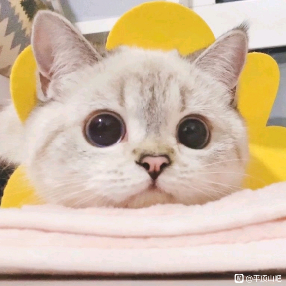 �׸��ĺ�������Ӱ-1.jpg