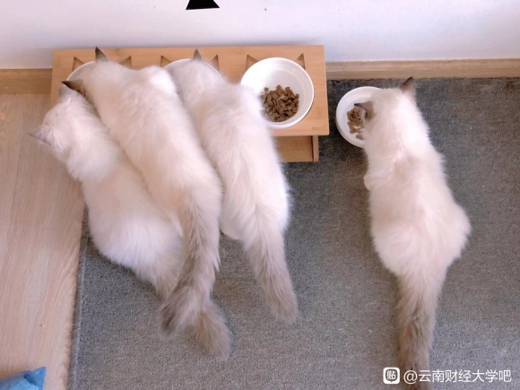 �����ǿ�����è�����Ĺ�!��ҵ�������Ĺ������ºͷ���������-9.jpg