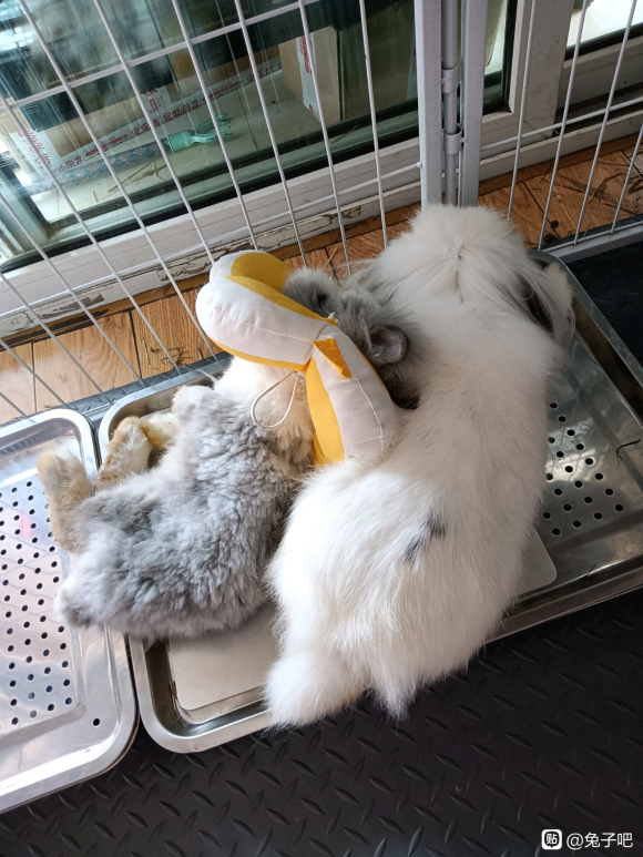 ��ѩ��Ͷ������Ĳ廭С�ճ�-2.jpg