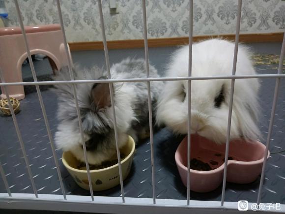 ��ѩ��Ͷ������Ĳ廭С�ճ�-2.jpg