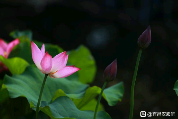 �˲��к����Ļ�Э��֮�ͺ���Ӱ�ż�-1.jpg