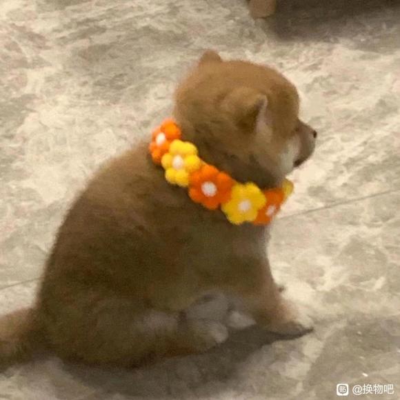 ���ɻ��ɳ����뻻lo,����ը��,���»����ﶬ��������-9.jpg