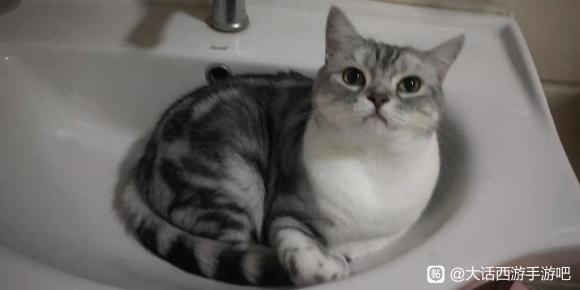 ������,ƻ����׿�ſ��Ի�����Ʒ������?-1.jpg