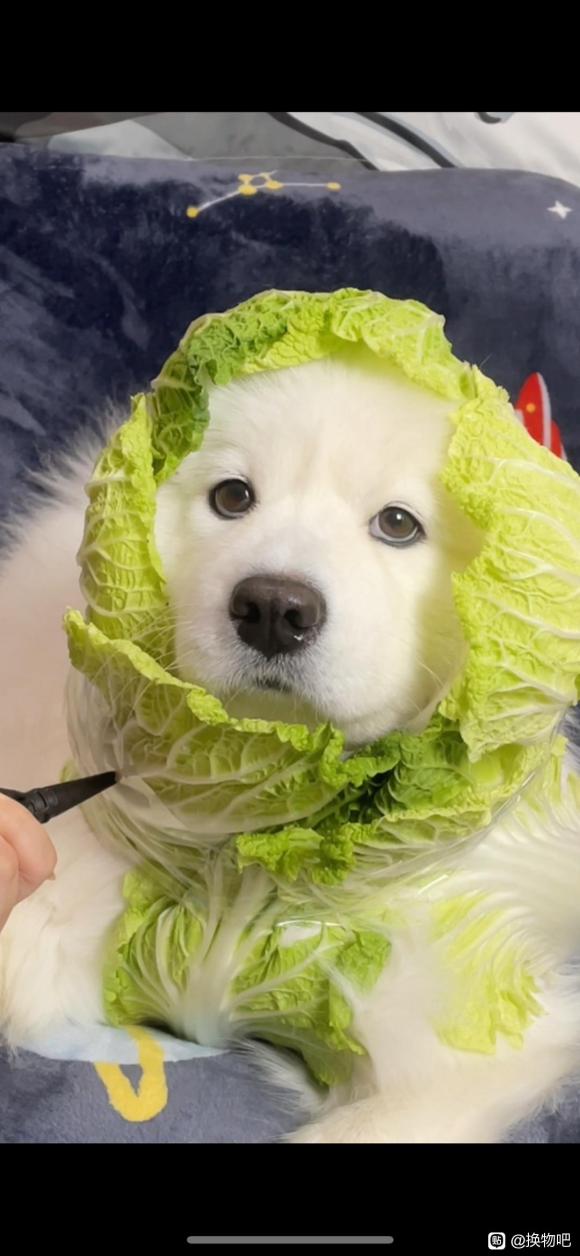 ���ɳ��ɻ���ױƷ/cos/�������ε�-1.jpg