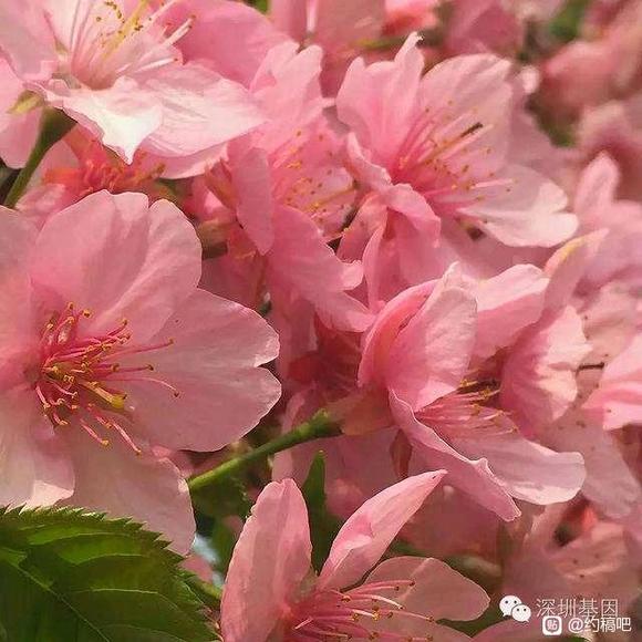 ��Լ�塿��һ���ŷ�˫�˲廭��,Ԥ�㿴��ͼ���,�ײ����ȡ�-1.jpg