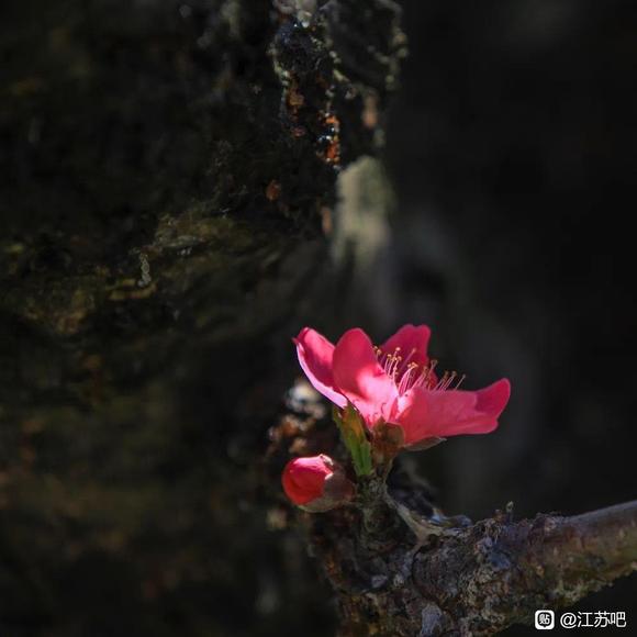 03-18��������Ѷ�����������䴺���������ķ羰-1.jpg