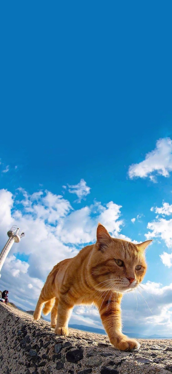 �����,�ұ�ֽ,-1.jpg