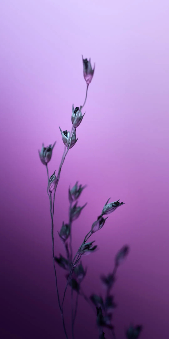 ��ֽ|ɫ�������µ�֦Ҷ �� 8-4.jpg