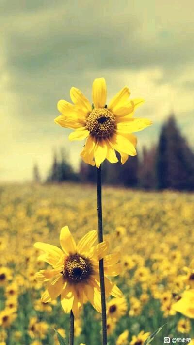 С����ϵ��ֽ-2.jpg