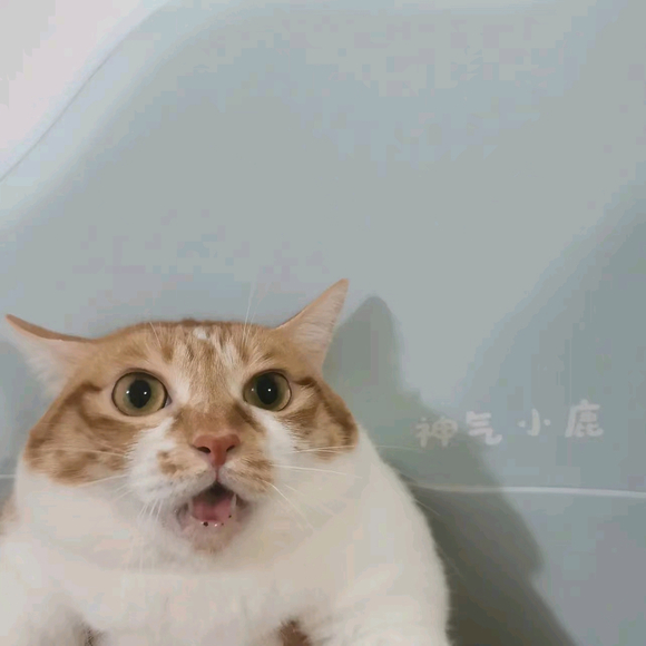 ���ӡһ��èͷ������ȥ��չ-1.jpg
