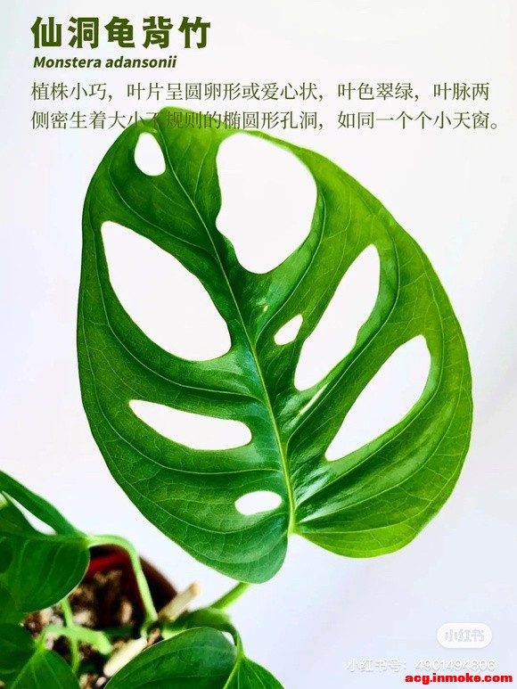 ���廭�������ɶ��걳��-9.jpg