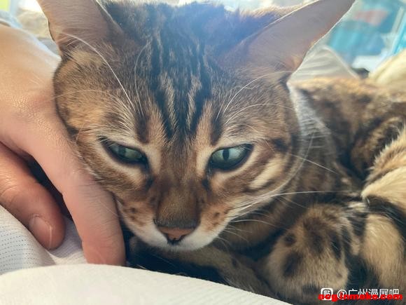 31�Ź���ө�����չ��ױ��-1.jpg