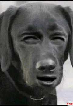 ��COS��Ƭ����չ����cos